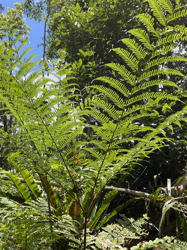 Pteris tripartita observed 2026-10-25