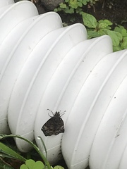 Erynnis icelus