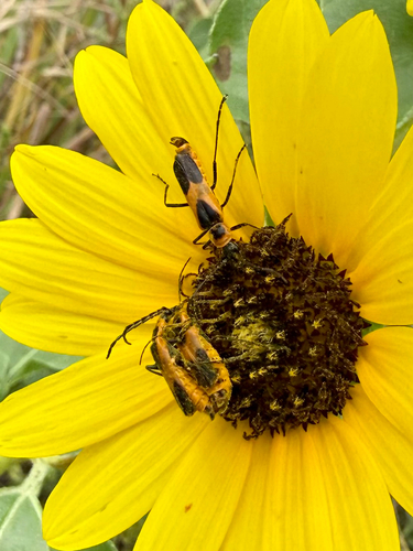 Colorado Soldier Beetle