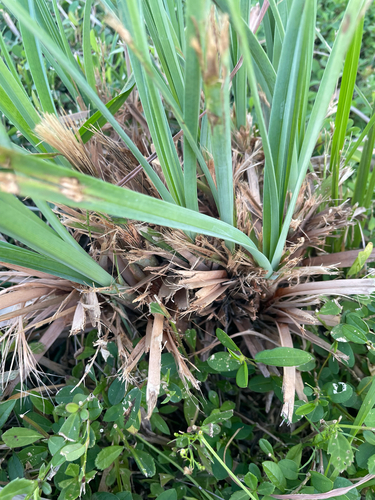 Cyperus ligularis observed 2026-10-24