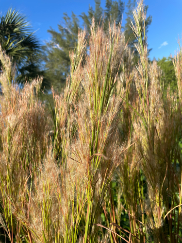 Andropogon glomeratus observed 2026-10-24