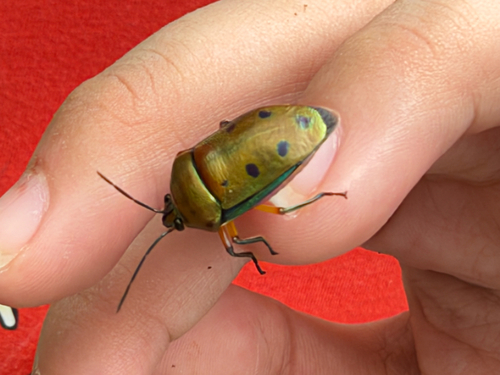 Calliphara observed 2026-10-25