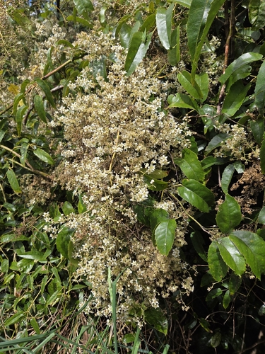Rubus cissoides observed 2026-10-25