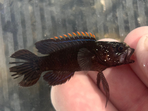 Plesiops observed 2026-10-25