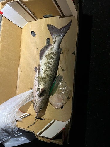 Channel Catfish
