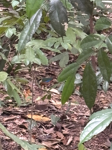 Pitta moluccensis, 2026-10-24