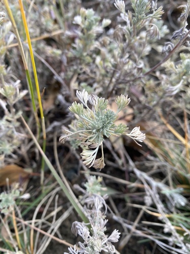 Artemisia frigida observed 2026-10-24