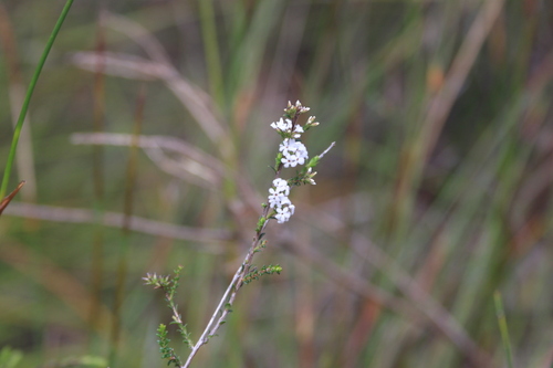 Leucopogon microphyllus observed 2026-10-18