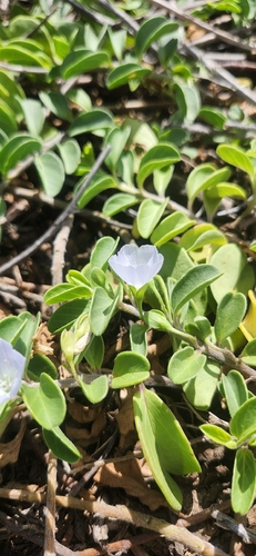 Jacquemontia sandwicensis observed 2026-10-22