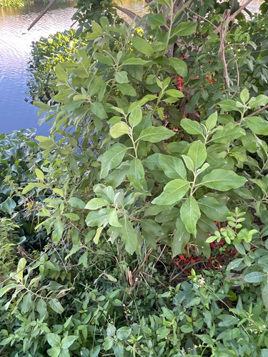 Pluchea carolinensis observed 2026-10-24