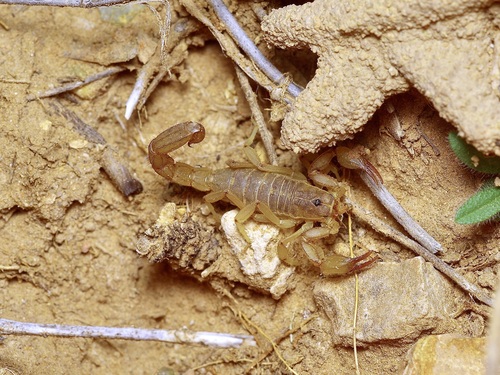 Russell's Scorpion