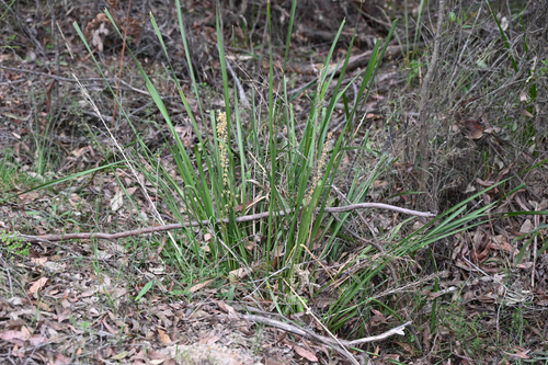Lomandra longifolia observed 2026-10-25