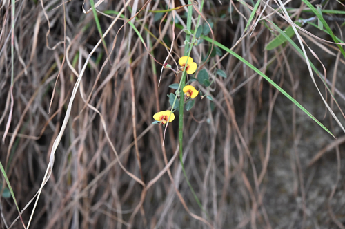 Bossiaea prostrata observed 2026-10-25