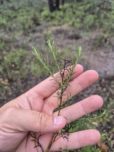 Cassinia, 2026-10-25