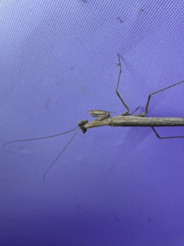 American Ground Mantises
