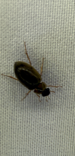 Berosus