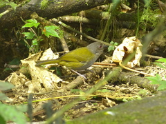 Chlorospingus semifuscus