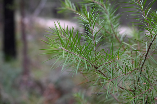 Persoonia linearis observed 2026-10-25