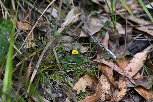 Bossiaea prostrata observed 2026-10-25