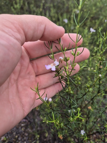 Westringia eremicola observed 2026-10-25