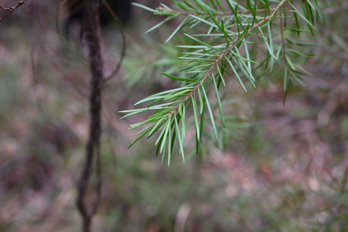 Persoonia linearis observed 2026-10-25