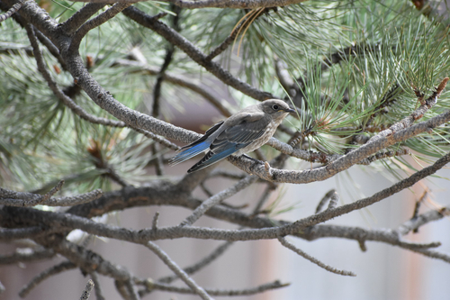 Mountain Bluebird