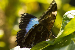 Morpho helenor achillaena
