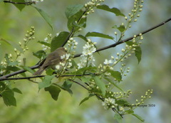 Phylloscopus trochilus