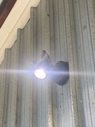 Hirundo tahitica observed 2026-10-25