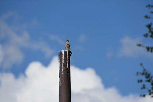 Mountain Bluebird