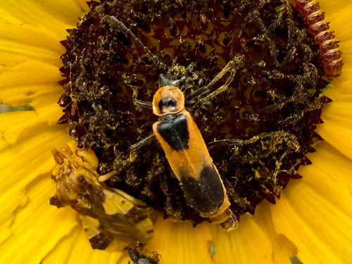 Colorado Soldier Beetle