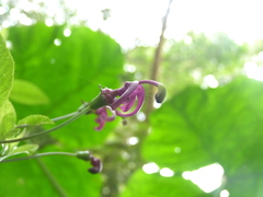 Burmeistera cyclostigmata