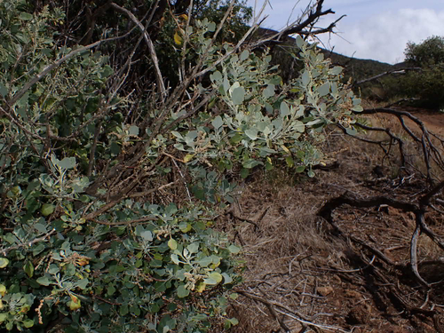 Chenopodium oahuense observed 2026-10-24