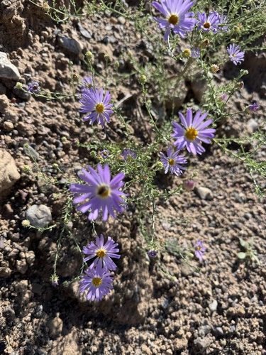 Tahoka daisy