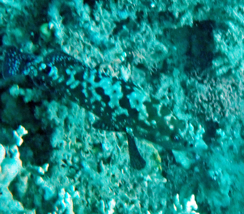 Epinephelus polyphekadion observed 2026-10-23