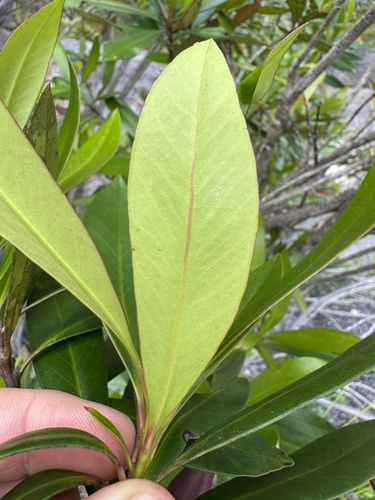 Tristaniopsis exiliflora observed 2026-10-25