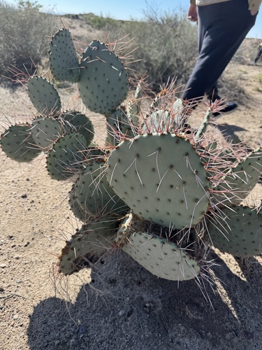 Black-spined Pricklypear