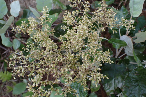 Brachyglottis repanda, 2026-10-25