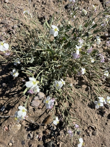 Bicolor Fanmustard