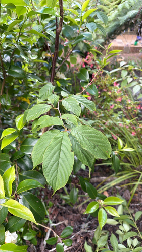 Prunus campanulata observed 2026-10-25