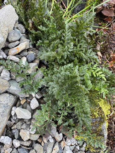 Cryptogramma stelleri, 2026-10-24