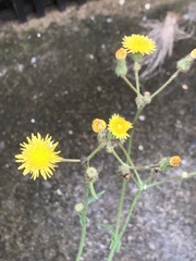 Sonchus wightianus