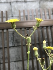 Sonchus wightianus