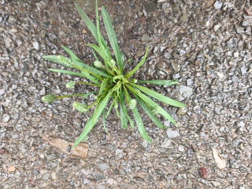 Plantago patagonica