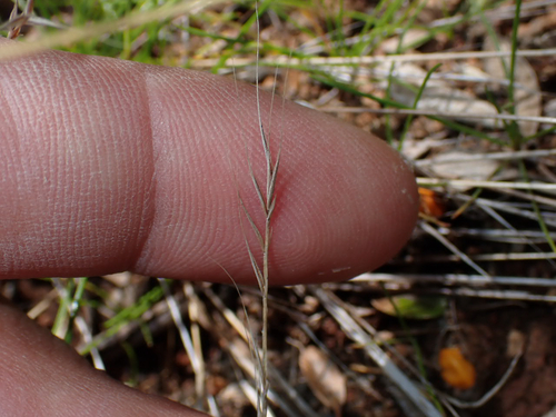 Festuca bromoides observed 2026-10-24