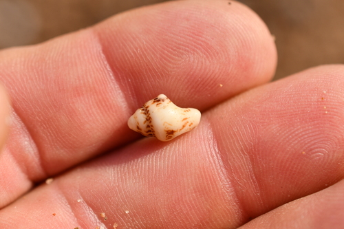 Euplica scripta observed 2026-10-25
