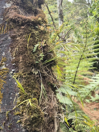 Earina mucronata observed 2026-10-25