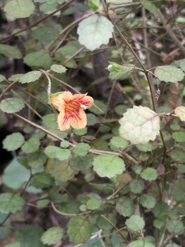 Rhabdothamnus solandri observed 2026-10-25