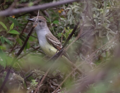 Myiarchus cinerascens