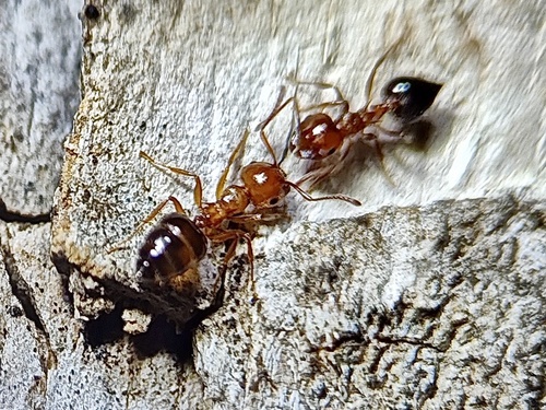 Shiny Acrobat Ant